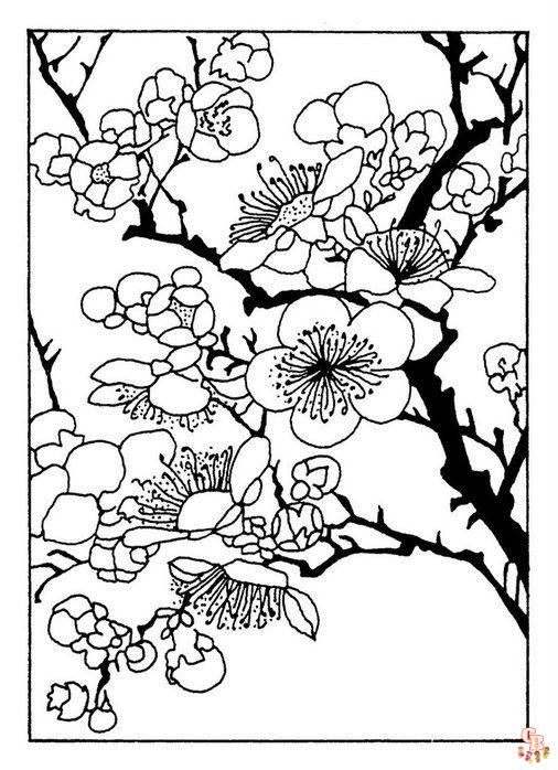 coloriage Sakura