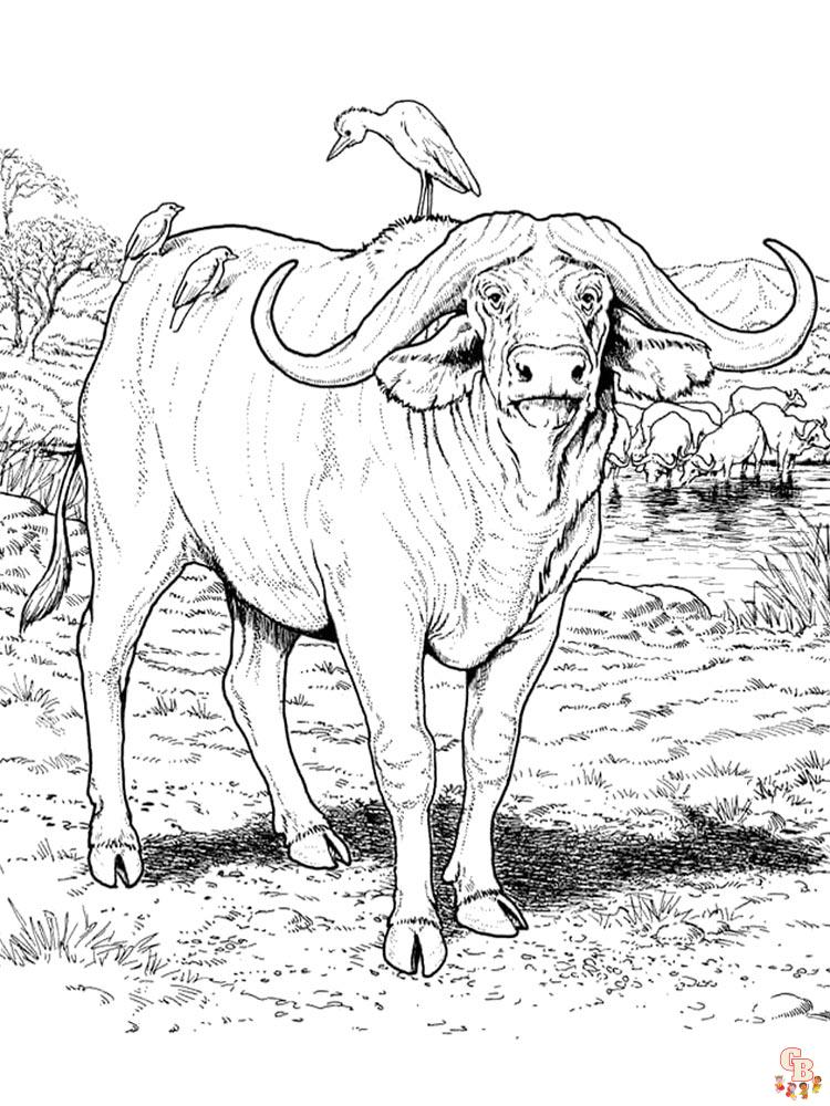 Bufalo boyama sayfası