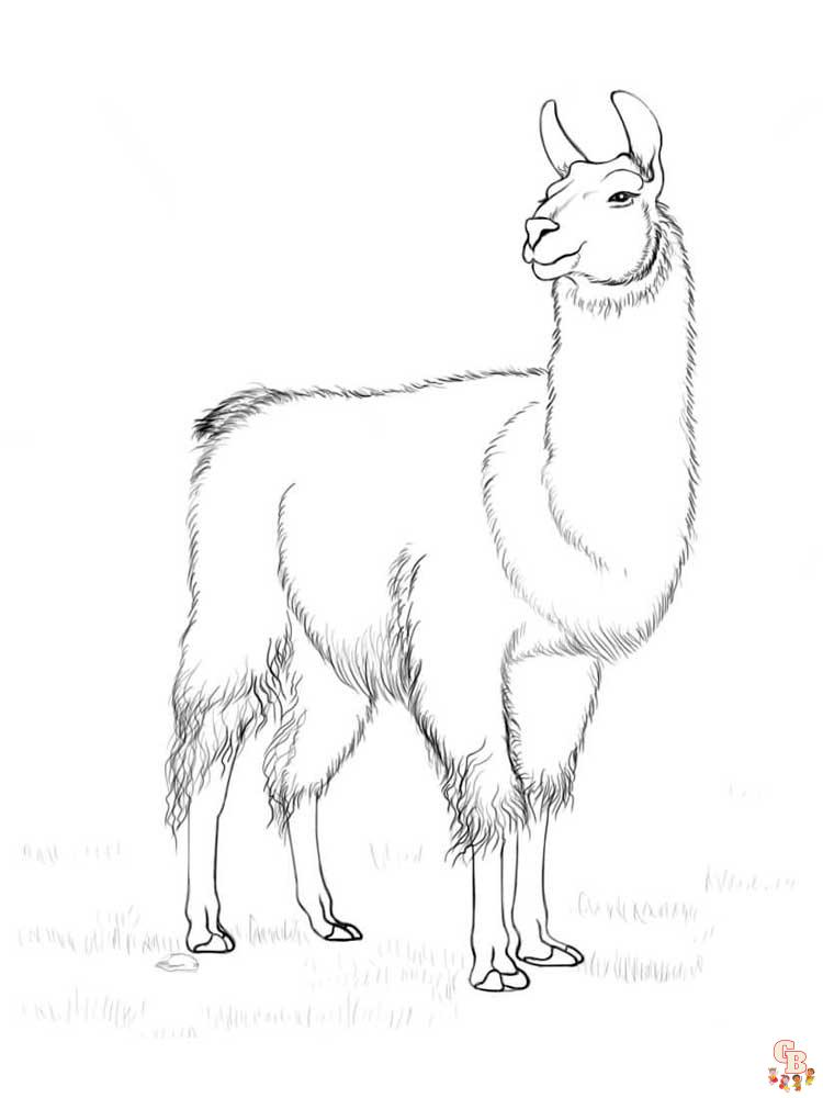 Coloriage Lama