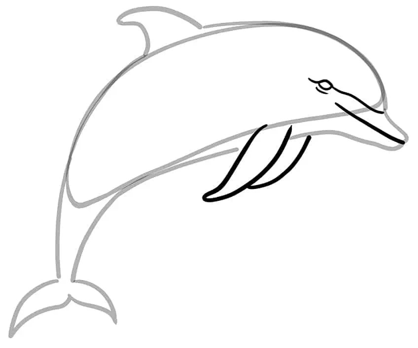 delfino ddedc
