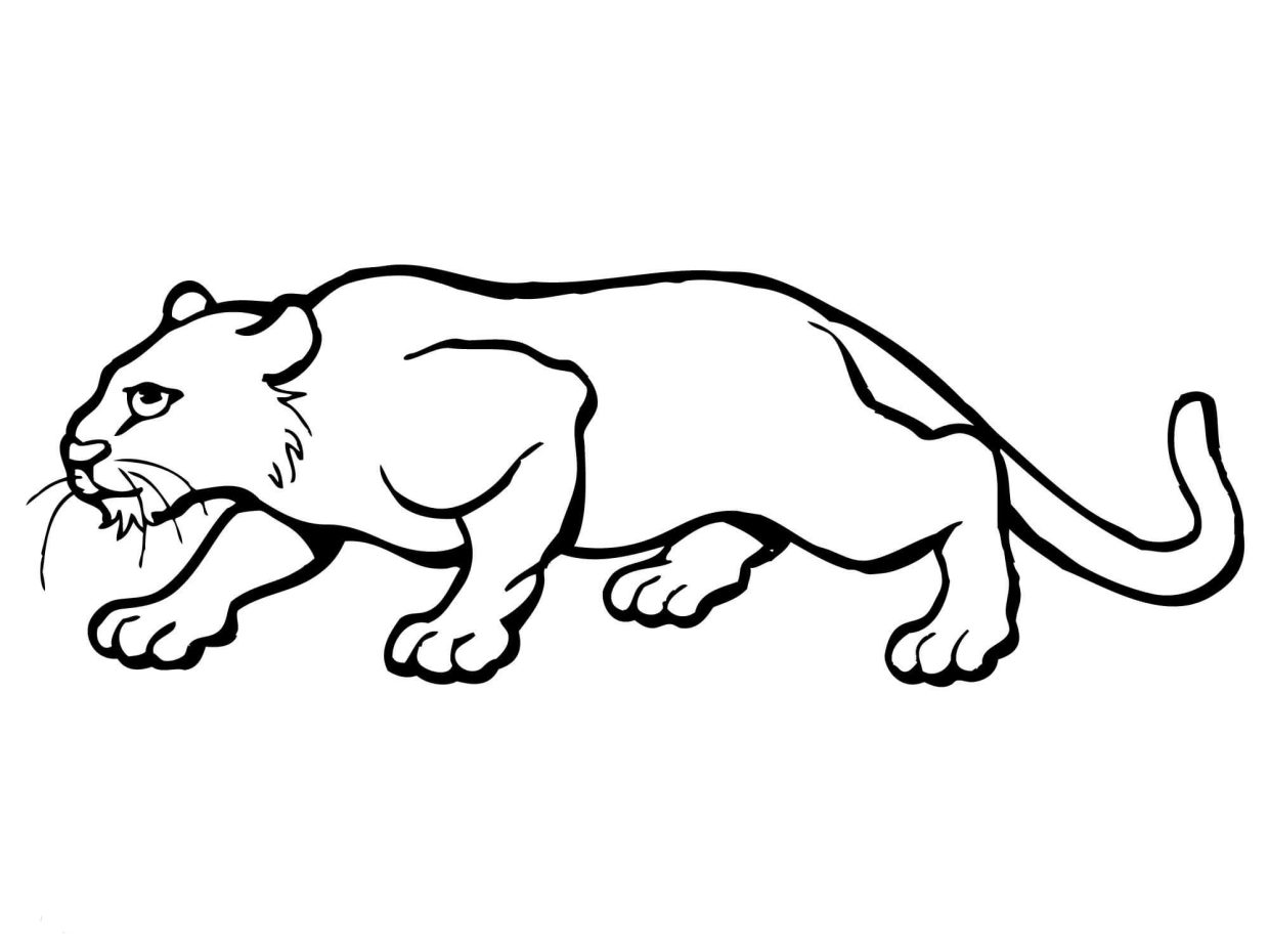 Dibujo de Puma para colorear