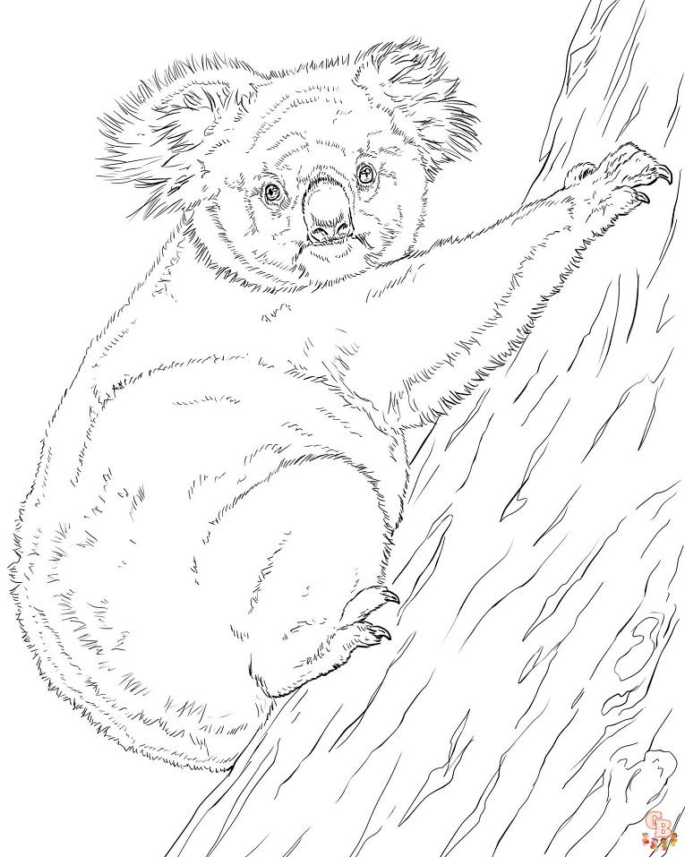 Coloriage Les Freres Koala